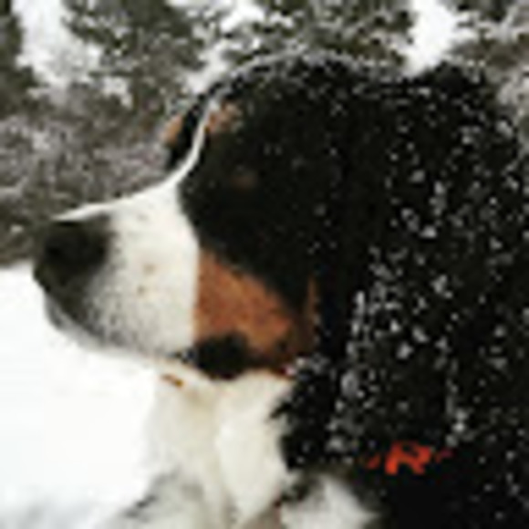 Meet your Posher, Laura - Picture 1 of 1